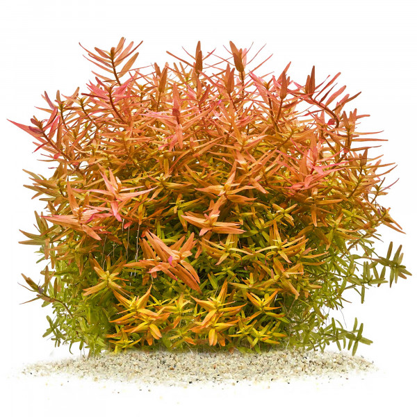 Rotala rotundifolia "Orange Juice"