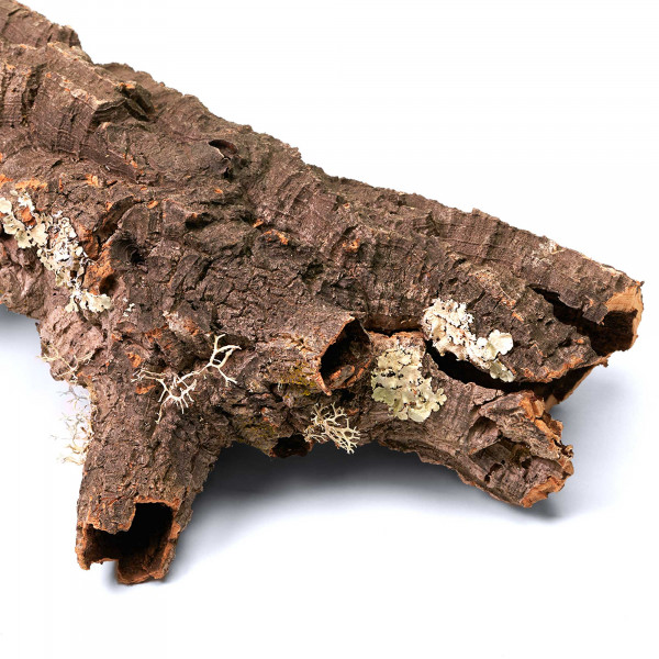 Korkröhren für Terrarium | Natürliche Verstecke und Klettermöglichkeiten Makro