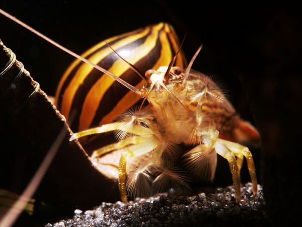 Dornenfuß-Bergbachgarnele, Atyopsis spinipes