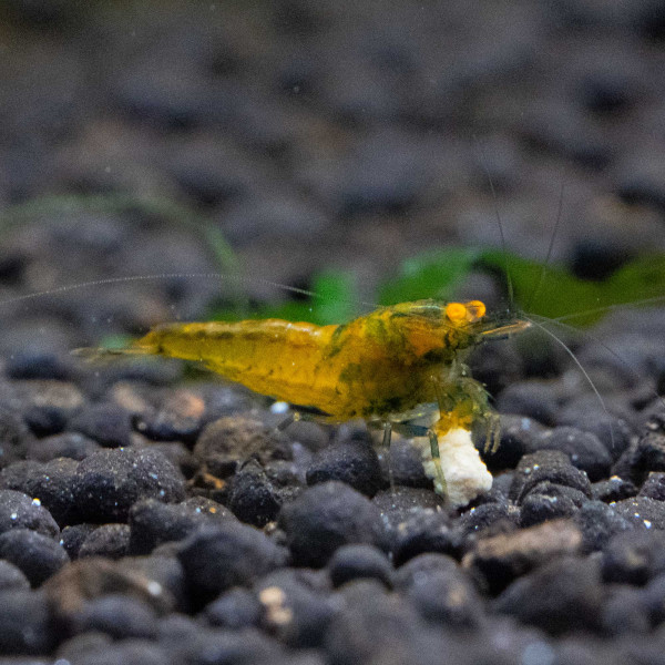 Yellow Devil OE