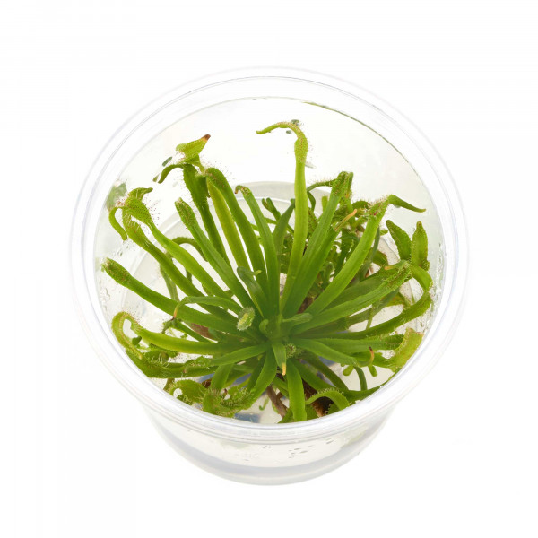 Kap Sonnentau in vitro