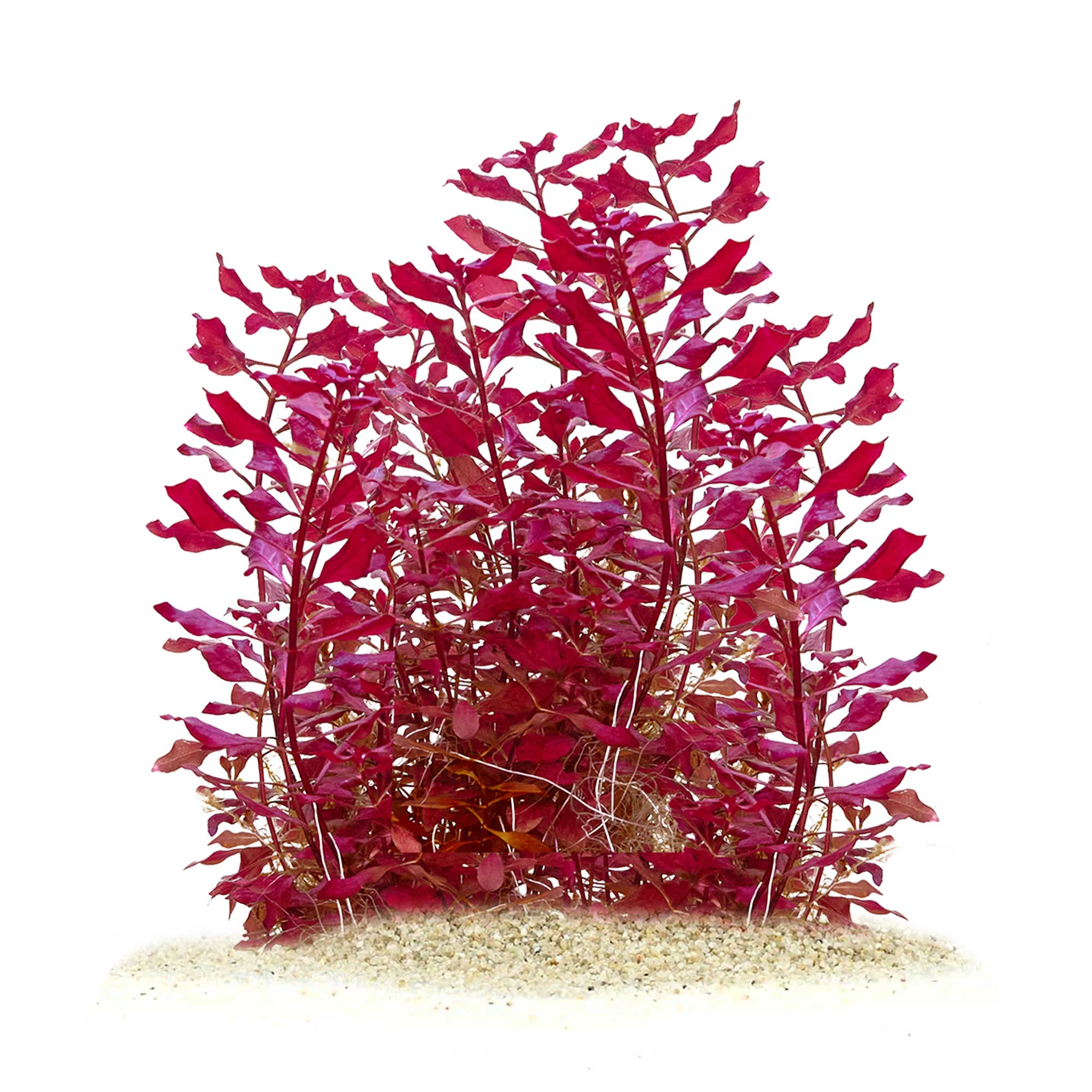 Ludwigia palustris "Super Red mini"