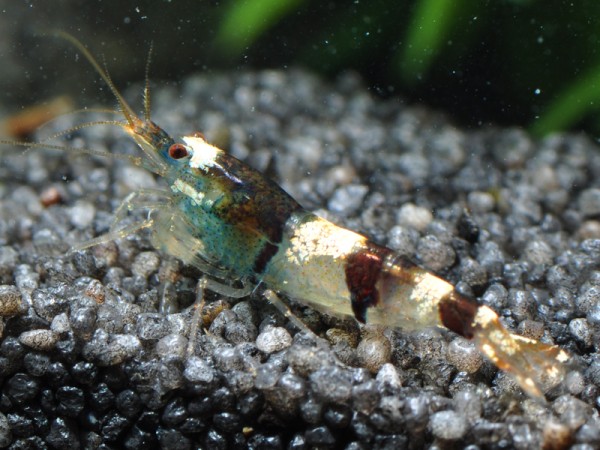 Caridina trifasciata-Garnele
