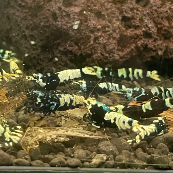 TaiTiBee | Black Metallic Advanced Nanashi Mosura Tiger Garnele MIX 10er Gruppe