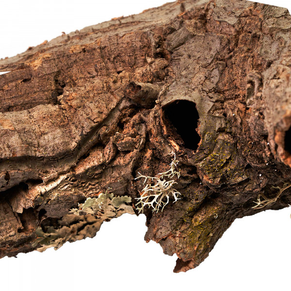 Korkröhren für Terrarium | Natürliche Verstecke und Klettermöglichkeiten Makro