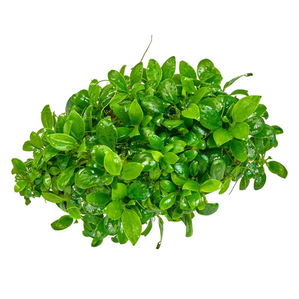 Mini Aufsitzerpflanzen Set - Baby Plants für Aquascaping & Nano-Becken Petite Bonsai Anubia
