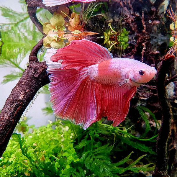 Betta splendens, Crown Tail