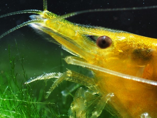 Gelbe Taiwan Garnele - Neocaridina