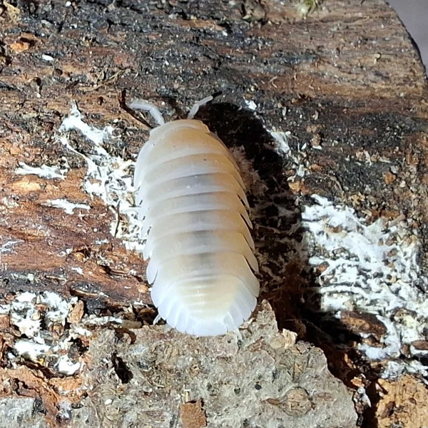 Cubaris Murina "Glacier" Assel - DNZ