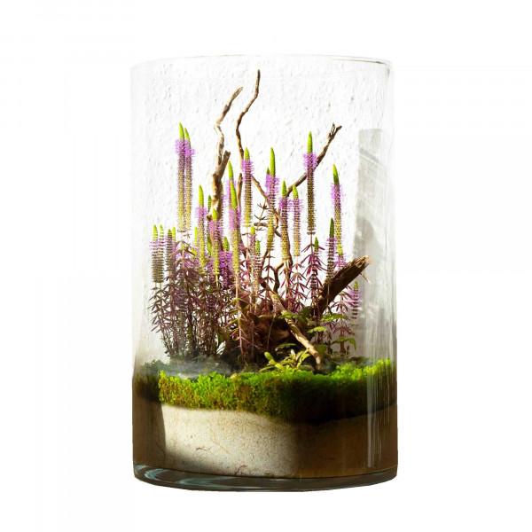 Wabi-Kusa mit Blüten