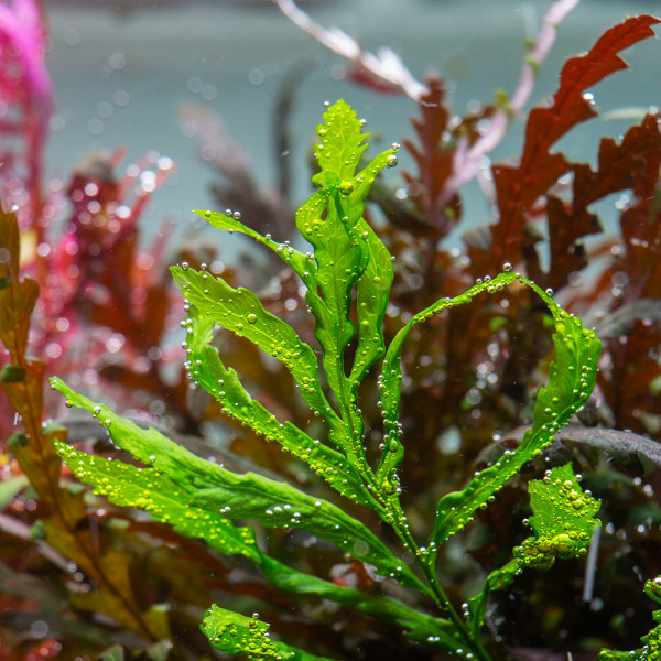 aquarium-farn-bolbitis-heudelotii