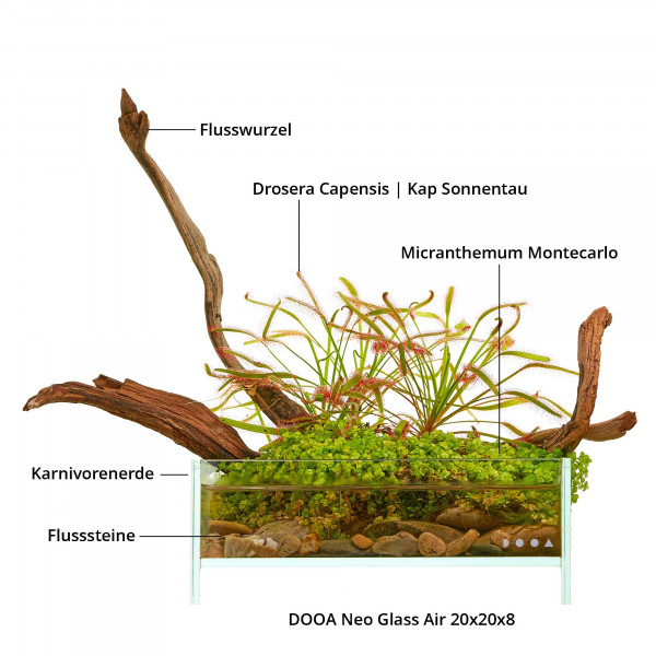 Terrarium Wabi-Kusa Set mit fleischfressender Pflanze