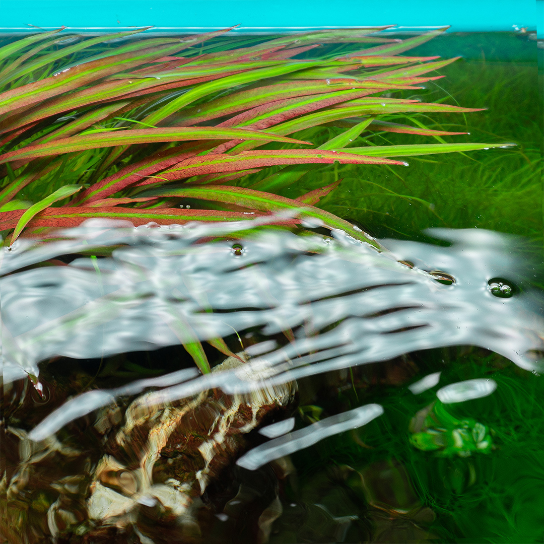 Cryptocoryne spiralis red im Aquarium als Hintergrundbepflanzung