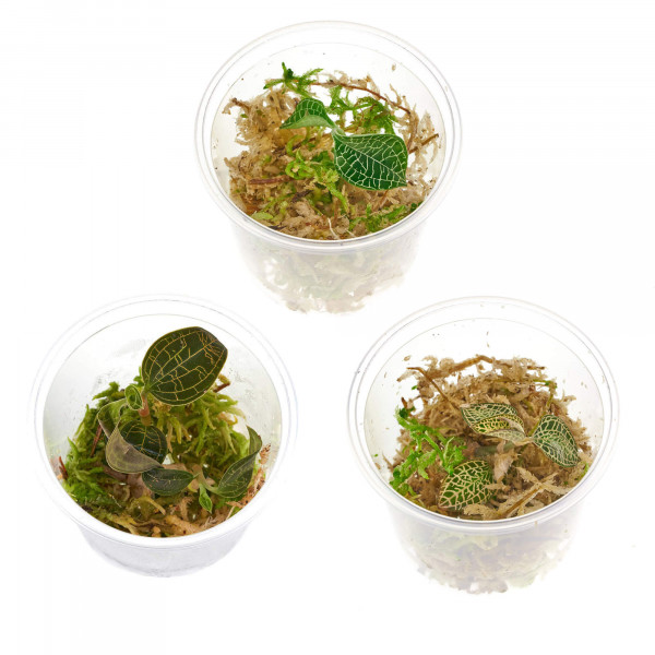 Juwelorchideen Set: 3-4 verschiedene Juwelorchideen (Macodes) | Terrarium - WabiKusa Set