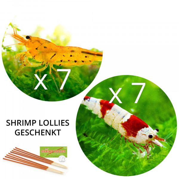 BESTSELLER Caridina Garnelen Paket | 8 x Shrimp Lollies geschenkt