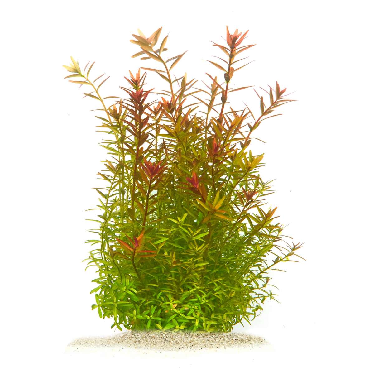 Rotala rotundifolia