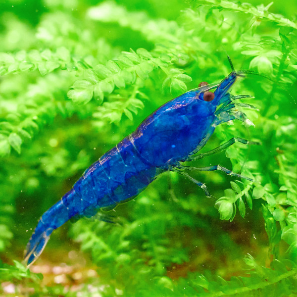 Neocaridina Premium Paket | 24 farbenfrohe Garnelen