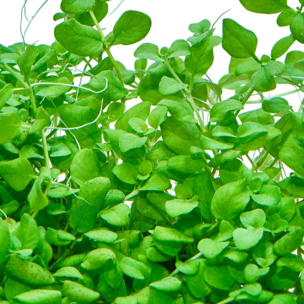 Hygrophila Serpyllum gewachsen im Aquarium im Detail