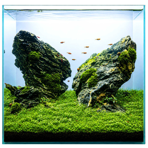 3x Hemianthus callitrichoides "Cuba" - Kuba Perlkraut - in vitro