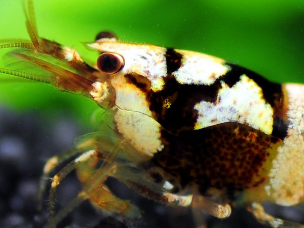 Spotted Head Pintomischlinge