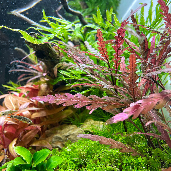 Hygrophila-pinnatifida-als-Staengelpflanzen-im-Aquariumql8kT866xckO7Nl6bUqlY6w5Qx