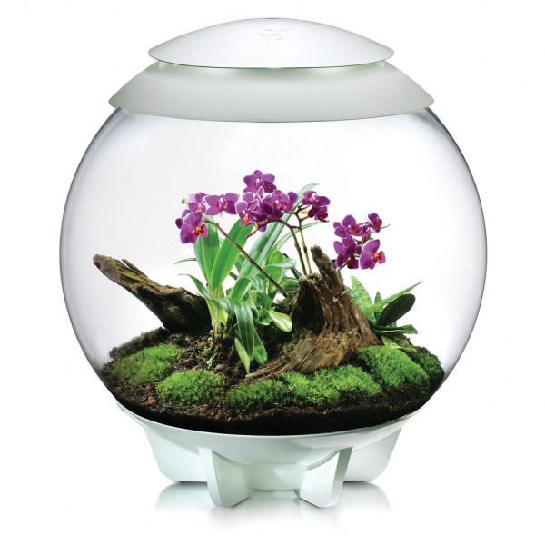 Oase biOrb AIR 60 | Automatisches Pflanzenterrarium