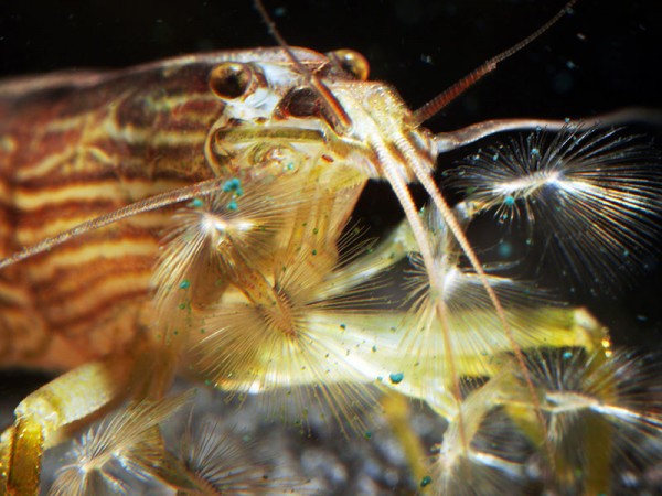 Dornenfuß-Bergbachgarnele, Atyopsis spinipes