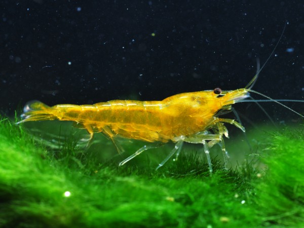 Gelbe Taiwan Garnele - Neocaridina