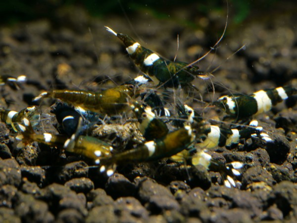 Taiwan Bee Green Hulk Garnele Klasse 2