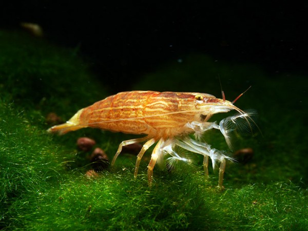 Dornenfuß-Bergbachgarnele, Atyopsis spinipes