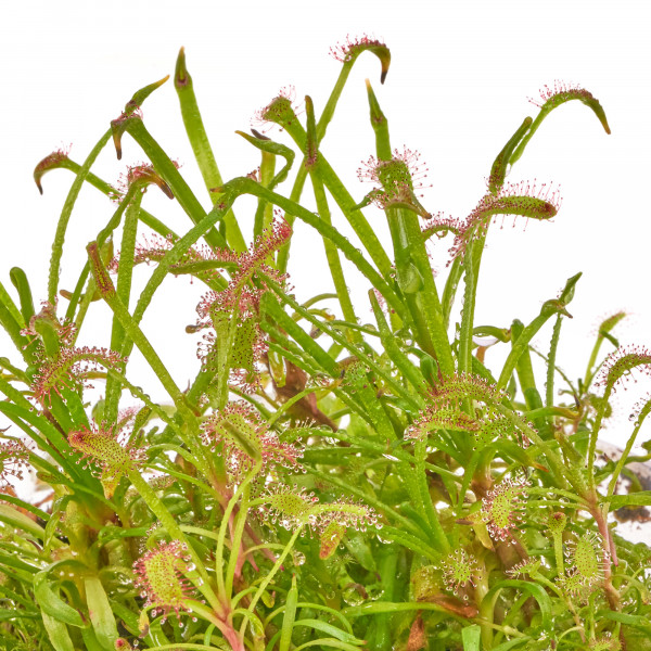 Drosera capenis