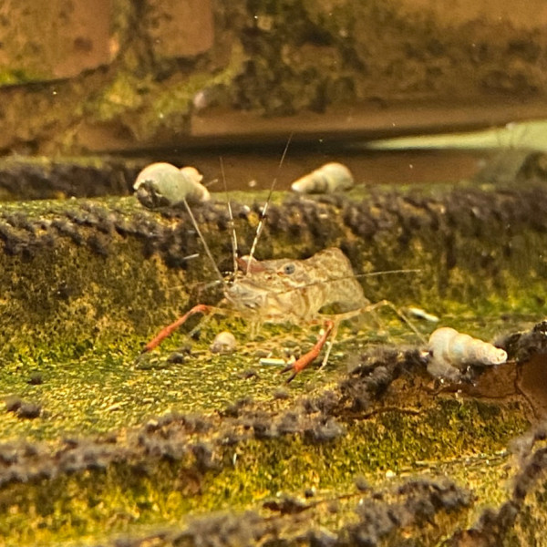 Ringelhandgarnele | Macrobrachium assamense - DNZ