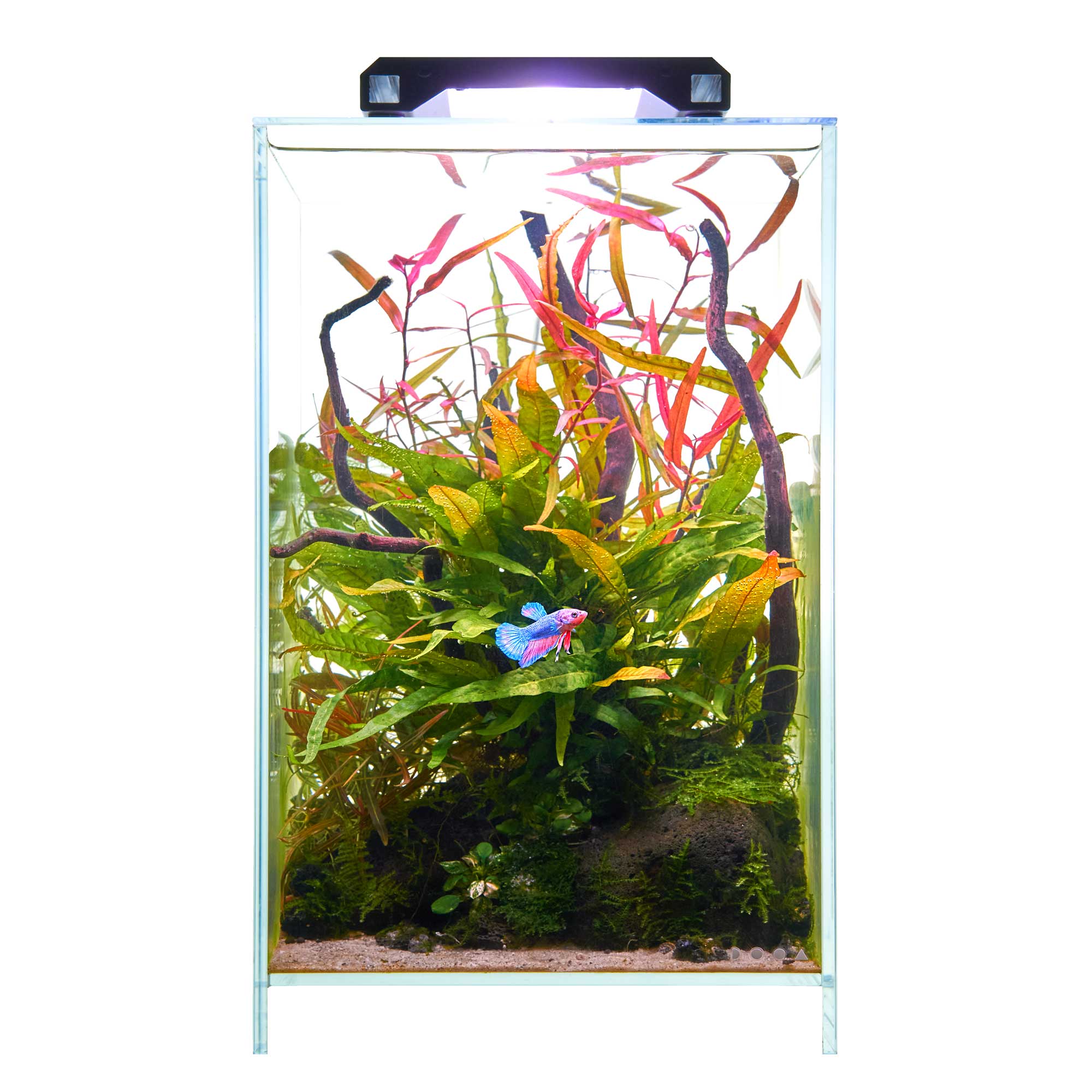 Asiatische Wasserpflanzen in einem Nano kampffisch Aquarium