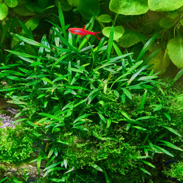 3x Cryptocoryne parva - Kleiner Wasserkelch - in vitro