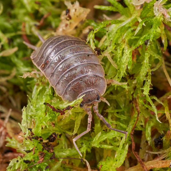 Porcellio laevis “black” Assel | DNZ
