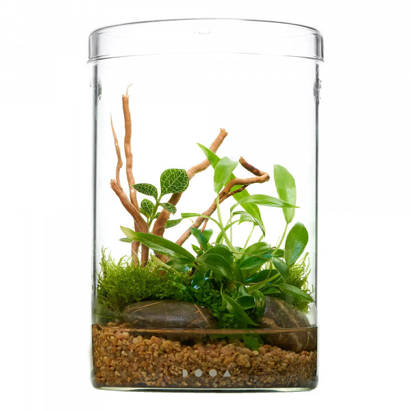Philodendron x Juwelorchideen Flaschengarten Wabi-Kusa Set | USCAPE PLANTS x DOOA Glass Pot Maru