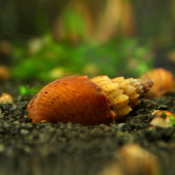 Genoppte Turmdeckelschnecke | Melanoides granifera