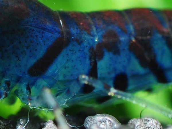 Blaue Tigergarnele OE Rusty