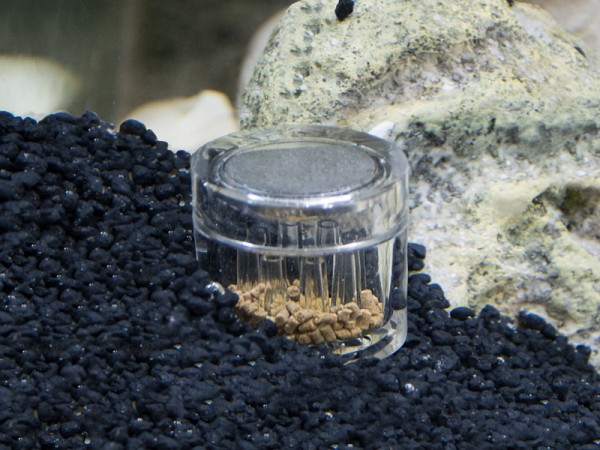 Hobby Planaria X Planarienfalle