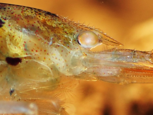 Tigergarnele OE | Orange Eye