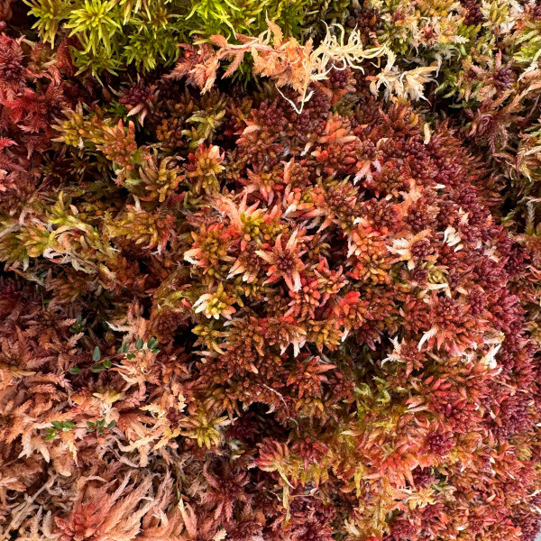 Sphagnum rubellum Moos zum Aufbinden | Rotes Torfmoos