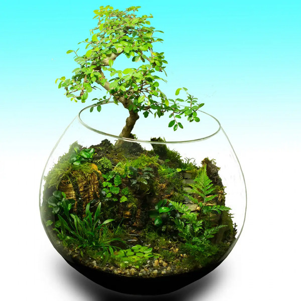 Terrarium mit Bonsai