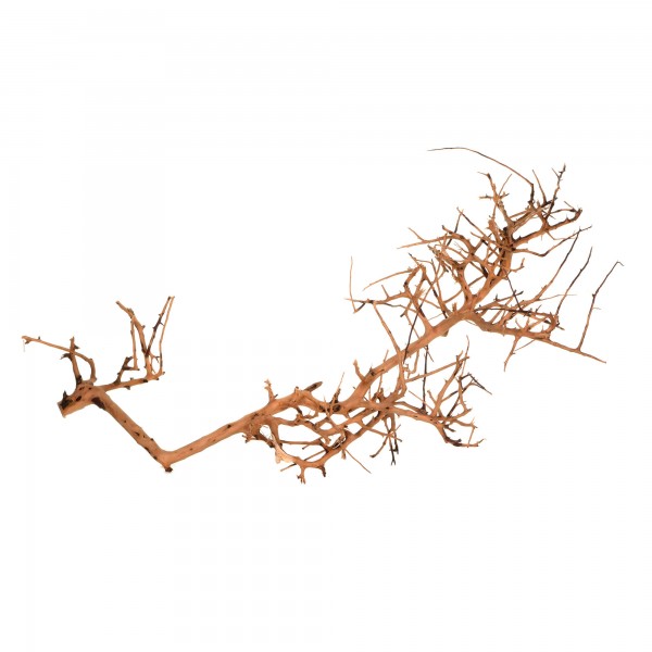 Scaping Wurzeln - Aquascaping Twigs