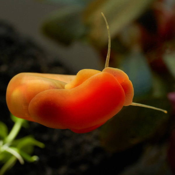 Rote Posthornschnecke
