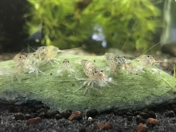 Zwergfächergarnele, Sulawesi-Fächergarnele, Atyoida pilipes