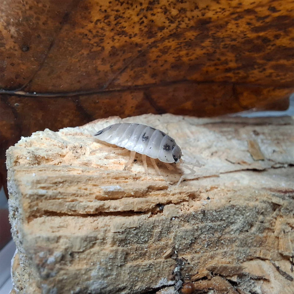 Porcellio laevis “Panda” - DNZ