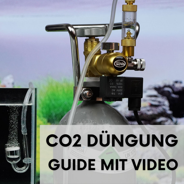 CO2-Duengung-im-Aquarium-Blogartikel