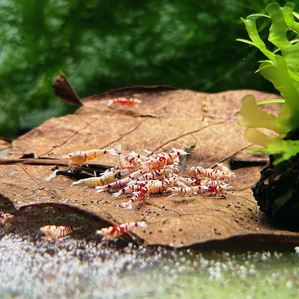 Red Fancy Tiger Garnelen 10er Gruppe