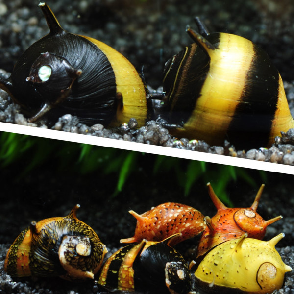 Geweihschnecken_Aquarium_Blogartikel