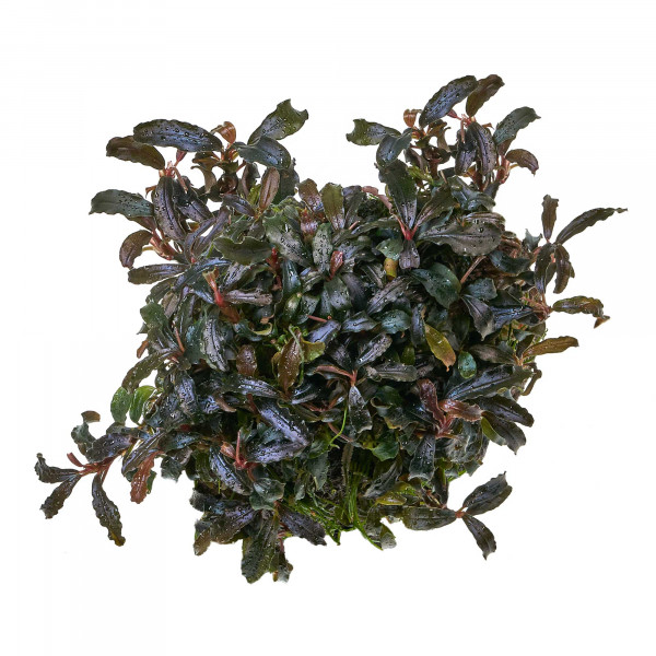 Bucephalandra sp. "Kedagang" - Baby Plant Mini-Ableger